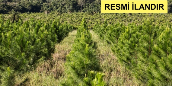 2024 YILI BALIKESİR ORMAN BÖLGE MÜDÜRLÜĞÜNE BAĞLI GÖNEN ORMAN İŞLETME MÜDÜRLÜĞÜ AĞAÇLANDIRMA BAKIMI VE TESİSİ , ENDÜSTRİYEL AĞAÇLANDIRMA BAKIMI VE TESİSİ PROGRAMLARINI SAĞLAMAK ÜZERE TEKNİK KONTROLÖRLÜK HİZMET ALIMI