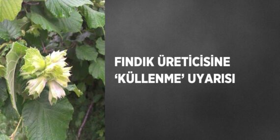 FINDIK ÜRETİCİSİNE ‘KÜLLENME’ UYARISI