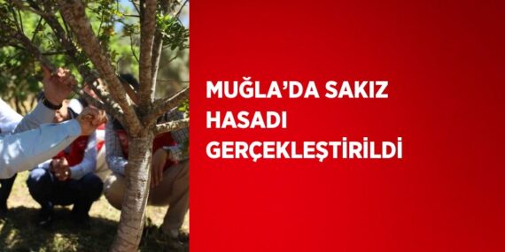 MUĞLA’DA SAKIZ HASADI GERÇEKLEŞTİRİLDİ