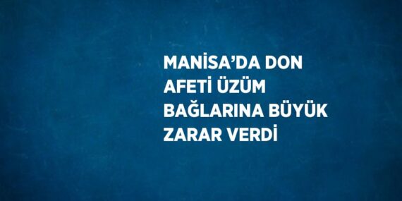 MANİSA’DA DON AFETİ ÜZÜM BAĞLARINA BÜYÜK ZARAR VERDİ
