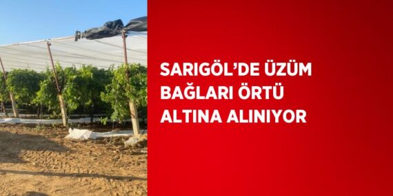 SARIGÖL’DE ÜZÜM BAĞLARI ÖRTÜ ALTINA ALINIYOR