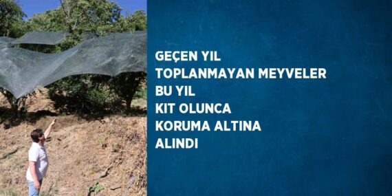 GEÇEN YIL TOPLANMAYAN MEYVELER BU YIL KIT OLUNCA KORUMA ALTINA ALINDI