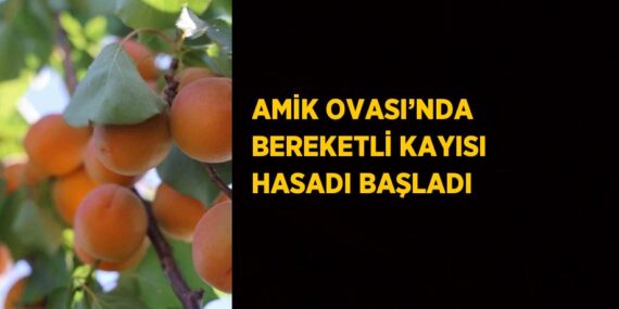 AMİK OVASI’NDA BEREKETLİ KAYISI HASADI BAŞLADI