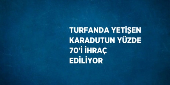 TURFANDA YETİŞEN KARADUTUN YÜZDE 70’İ İHRAÇ EDİLİYOR