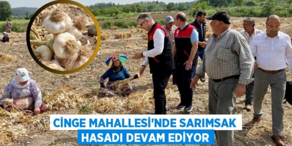 CİNGE MAHALLESİ’NDE SARIMSAK HASADI DEVAM EDİYOR