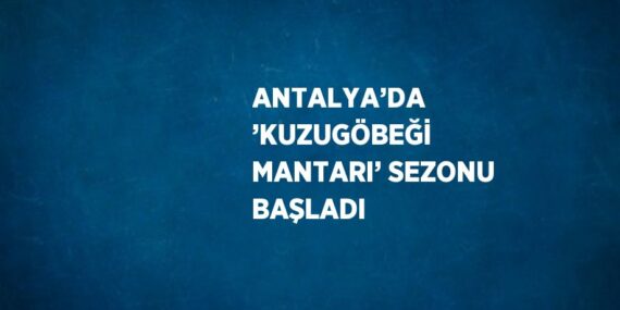 ANTALYA’DA ’KUZUGÖBEĞİ MANTARI’ SEZONU BAŞLADI