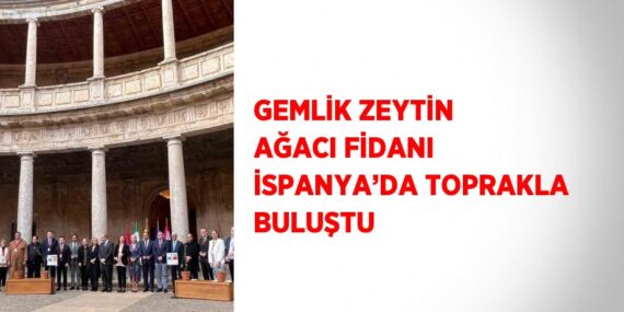 GEMLİK ZEYTİN AĞACI FİDANI İSPANYA’DA TOPRAKLA BULUŞTU