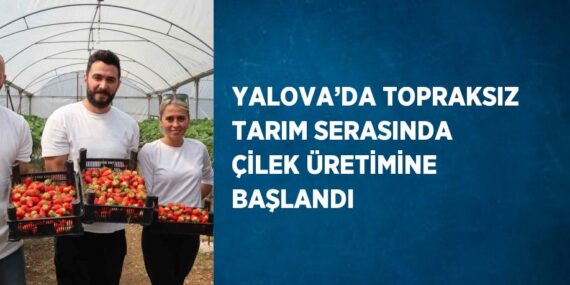 YALOVA’DA TOPRAKSIZ TARIM SERASINDA ÇİLEK ÜRETİMİNE BAŞLANDI