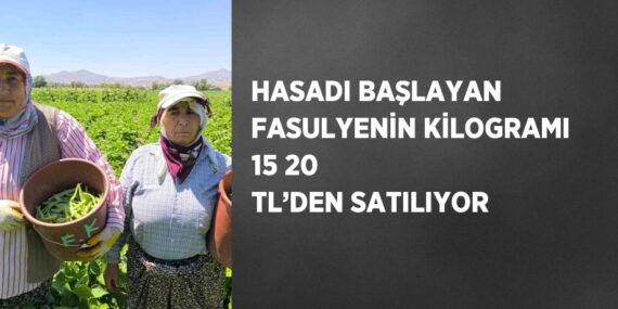 HASADI BAŞLAYAN FASULYENİN KİLOGRAMI 15 20 TL’DEN SATILIYOR