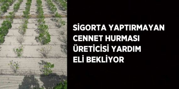 SİGORTA YAPTIRMAYAN CENNET HURMASI ÜRETİCİSİ YARDIM ELİ BEKLİYOR