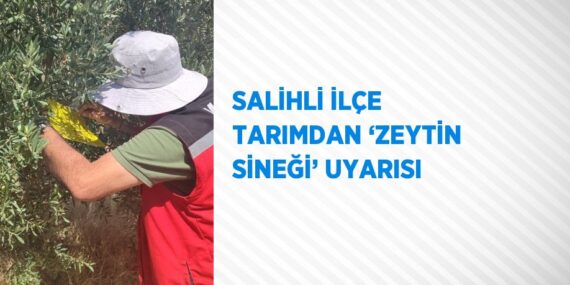 SALİHLİ İLÇE TARIMDAN ‘ZEYTİN SİNEĞİ’ UYARISI