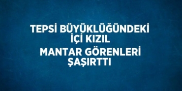21808259412355031752tasarimli