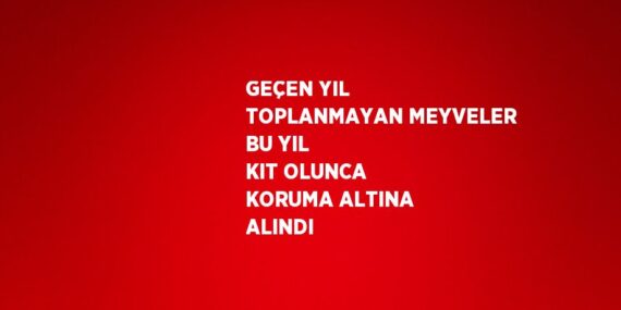 GEÇEN YIL TOPLANMAYAN MEYVELER BU YIL KIT OLUNCA KORUMA ALTINA ALINDI