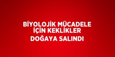 21935202153079828849tasarimli