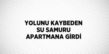 21947251442689428203tasarimli