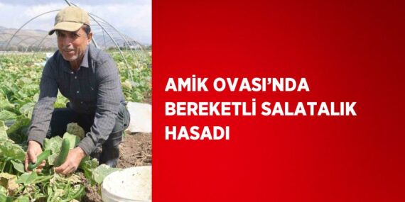 AMİK OVASI’NDA BEREKETLİ SALATALIK HASADI