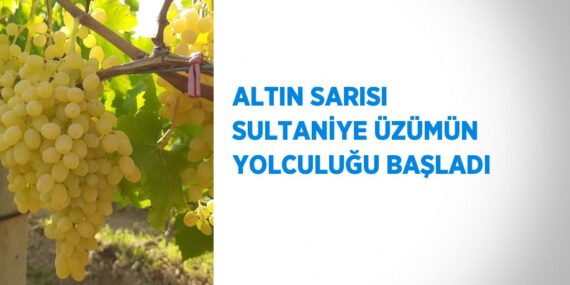 ALTIN SARISI SULTANİYE ÜZÜMÜN YOLCULUĞU BAŞLADI