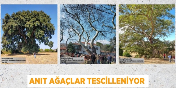 ANIT AĞAÇLAR TESCİLLENİYOR