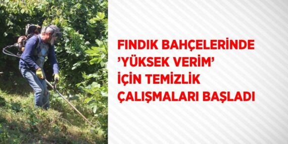 FINDIK BAHÇELERİNDE ’YÜKSEK VERİM’ İÇİN TEMİZLİK ÇALIŞMALARI BAŞLADI