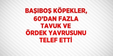 22171279653066822643tasarimli