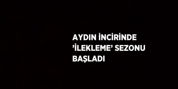 AYDIN İNCİRİNDE ’İLEKLEME’ SEZONU BAŞLADI