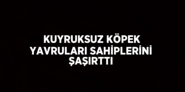 22232302032851527831tasarimli