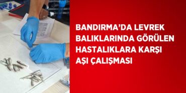 22234311292222529931