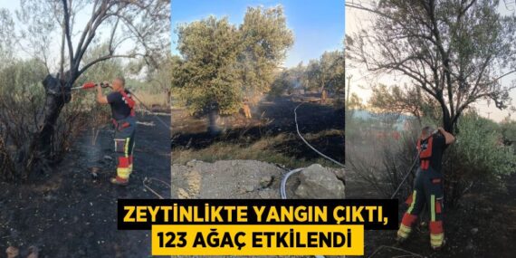 Zeytinlikte yangın çıktı, 123 ağaç etkilendi