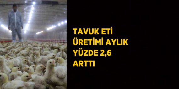 TAVUK ETİ ÜRETİMİ AYLIK YÜZDE 2,6 ARTTI