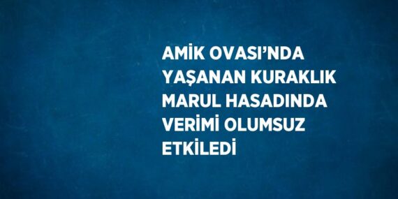 AMİK OVASI’NDA YAŞANAN KURAKLIK MARUL HASADINDA VERİMİ OLUMSUZ ETKİLEDİ