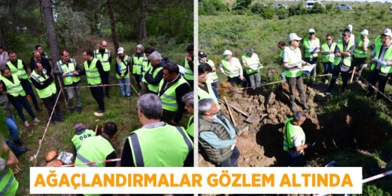 AĞAÇLANDIRMALAR GÖZLEM ALTINDA