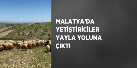 MALATYA’DA YETİŞTİRİCİLER YAYLA YOLUNA ÇIKTI