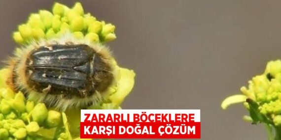 ZARARLI BÖCEKLERE KARŞI DOĞAL ÇÖZÜM