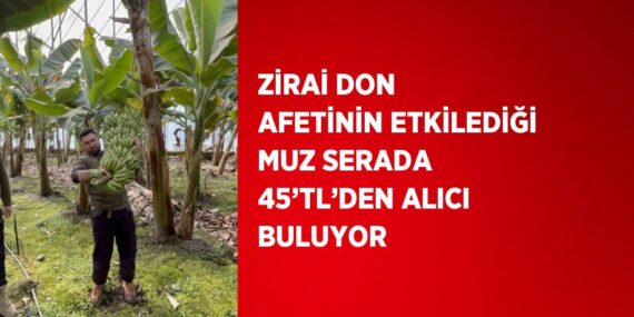 ZİRAİ DON AFETİNİN ETKİLEDİĞİ MUZ SERADA 45’TL’DEN ALICI BULUYOR