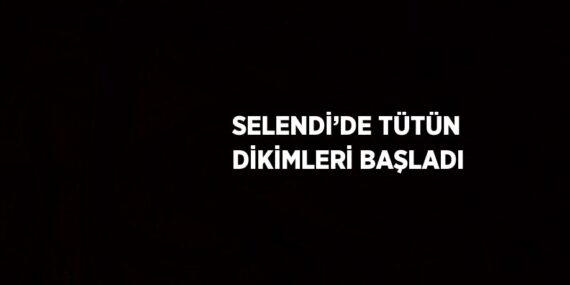 SELENDİ’DE TÜTÜN DİKİMLERİ BAŞLADI