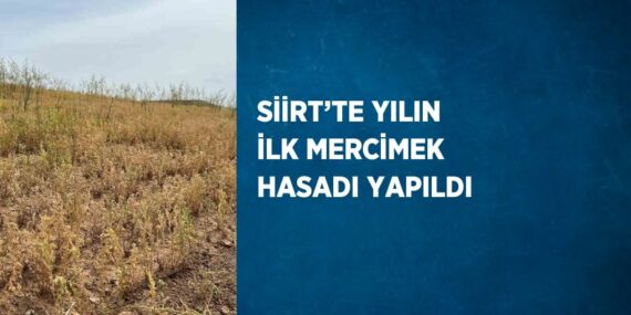 SİİRT’TE YILIN İLK MERCİMEK HASADI YAPILDI
