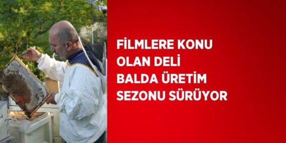 FİLMLERE KONU OLAN DELİ BALDA ÜRETİM SEZONU SÜRÜYOR