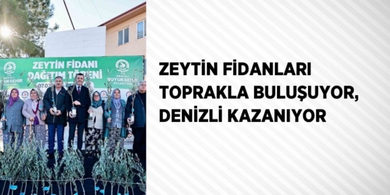 ZEYTİN FİDANLARI TOPRAKLA BULUŞUYOR, DENİZLİ KAZANIYOR
