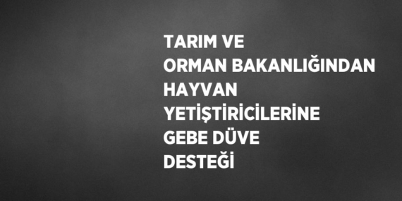TARIM VE ORMAN BAKANLIĞINDAN HAYVAN YETİŞTİRİCİLERİNE GEBE DÜVE DESTEĞİ