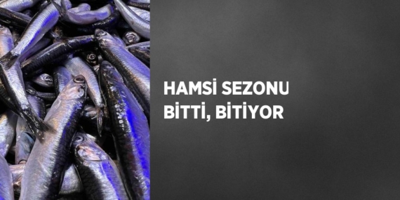 HAMSİ SEZONU BİTTİ, BİTİYOR
