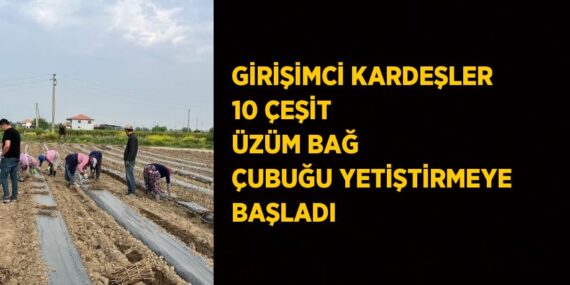 GİRİŞİMCİ KARDEŞLER 10 ÇEŞİT ÜZÜM BAĞ ÇUBUĞU YETİŞTİRMEYE BAŞLADI