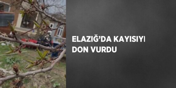 ELAZIĞ’DA KAYISIYI DON VURDU