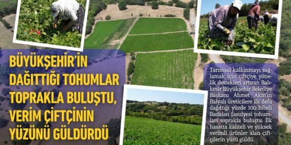 Büyükşehir’in dağıttığı tohumlar toprakla buluştu, verim çiftçinin yüzünü güldürdü
