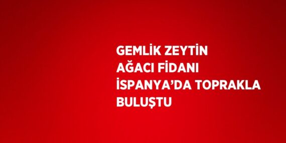 GEMLİK ZEYTİN AĞACI FİDANI İSPANYA’DA TOPRAKLA BULUŞTU