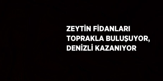 ZEYTİN FİDANLARI TOPRAKLA BULUŞUYOR, DENİZLİ KAZANIYOR