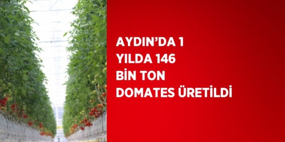 AYDIN’DA 1 YILDA 146 BİN TON DOMATES ÜRETİLDİ