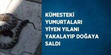 23049231322006520328