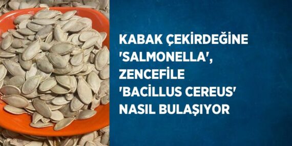 KABAK ÇEKİRDEĞİNE ‘SALMONELLA’, ZENCEFİLE ‘BACİLLUS CEREUS’ NASIL BULAŞIYOR