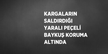 23071280522947931016