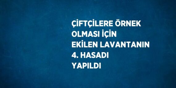ÇİFTÇİLERE ÖRNEK OLMASI İÇİN EKİLEN LAVANTANIN 4. HASADI YAPILDI